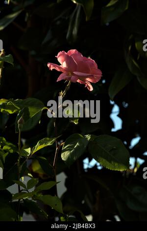 Rose rose en fleur au coucher du soleil Banque D'Images