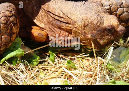 Tortues africaines (Nom scientifique : Centrochelys sulcata) Banque D'Images
