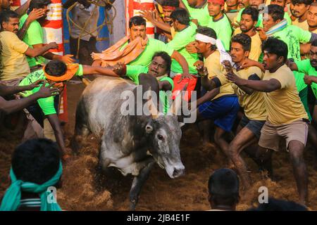 Jallikattu jeu est Taming le taureau est l'un des plus anciens sports vivants, allanganallur villages sur le Tamil Nadu dans le cadre du festival de village Banque D'Images