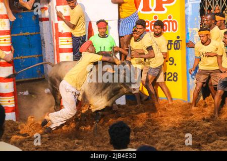 Jallikattu jeu est Taming le taureau est l'un des plus anciens sports vivants, allanganallur villages sur le Tamil Nadu dans le cadre du festival de village Banque D'Images