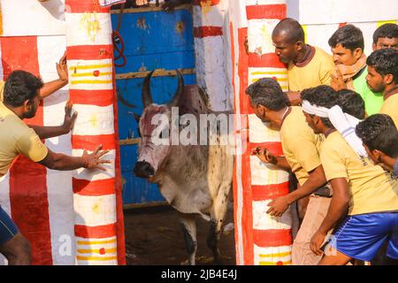 Jallikattu jeu est Taming le taureau est l'un des plus anciens sports vivants, allanganallur villages sur le Tamil Nadu dans le cadre du festival de village Banque D'Images