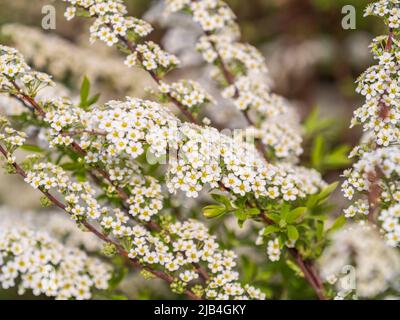 Belle couronne de fleurs blanches Spirea aguta ou brides. Spirea aguta en fleurs au printemps. Concept de printemps Banque D'Images