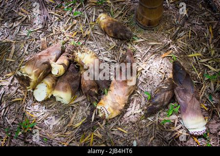 Pousses de bambou récoltées (pousses de bambou, Takenoko) sur terre dans la forêt de bambou en journée ensoleillée, Kumamoto, Japon. Banque D'Images