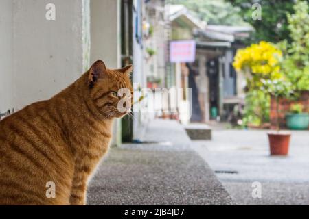 L'image d'un adorable chat de gingembre errant regardant quelque chose curieusement et assis sur la route par temps pluvieux. Banque D'Images