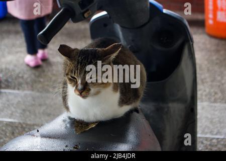 Mignon chat brun et blanc de couleur sur le vélo cassé de moteur et détendu. Le chat dans l'image est souvent avoir la sieste sur le siège de vélo. Banque D'Images