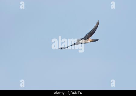 Vol par le Hobby eurasien (Falco subbuteo), Emsland, Basse-Saxe, Allemagne Banque D'Images