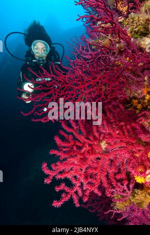 Plongeur regardant le gorgone rouge illuminé, fouet de mer vioescent (Paramuricea clavata), Mer Méditerranée, Sardaigne, Italie Banque D'Images