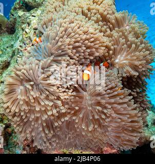 Paire de clownfish ocellaris (Amphiprion ocellaris) se cachant entre les tentacules de l'anémone géant (Stichodactyla gigantea), Océan Indien, Maldives Banque D'Images