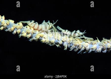 Paire de crevettes de corail de fouet de zanzibar (Dasycaris zanzibarica) sur le fouet de mer (Junceella fragilis) avec des polypes étirés, Océan Pacifique, Yap, Caroline Banque D'Images