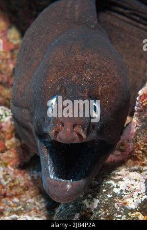 Gros plan de la tête de l'anguille moray noire (Muraena augusti), anguille moray du Prince August, Atlantique est, îles Canaries, Espagne Banque D'Images