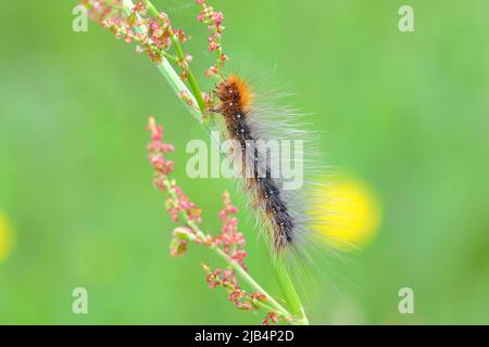 Ours brun (Arctia caja), chenille, se nourrissant de l'ostréiade, ostréiade commune (Rumex acetosa), Rhénanie-du-Nord-Westphalie, Allemagne Banque D'Images