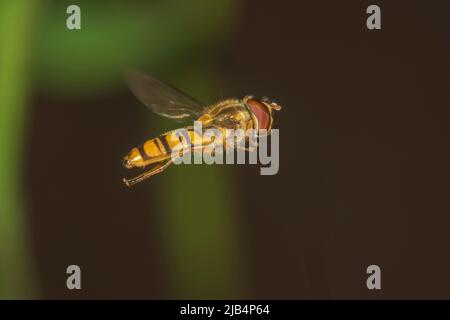 Planque de bosquet ou de marmelade (Episyrphus balteatus) en vol, Bade-Wurtemberg, Allemagne Banque D'Images