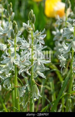 Hochement de tête étoile de lait (Ornithogalum nutans), jardin botanique, Erlangen, moyenne-Franconie, Bavière, Allemagne Banque D'Images