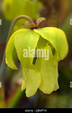 Fleur jaune d'une plante en tube pâle (Sarracenia alata), jardin botanique, Erlangen, moyenne-Franconie, Bavière, Allemagne Banque D'Images