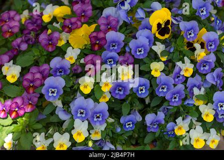 Jardin de pansy (Viola wittrockiana), jardin botanique, Erlangen, moyenne-Franconie, Bavière, Allemagne Banque D'Images