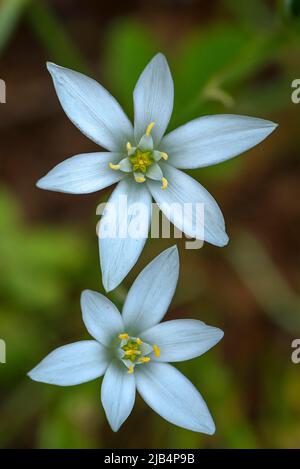 Fleurs de la umbellifer (Ornithogalum umbellatum), jardin botanique, Erlangen, moyenne-Franconie, Bavière, Allemagne Banque D'Images