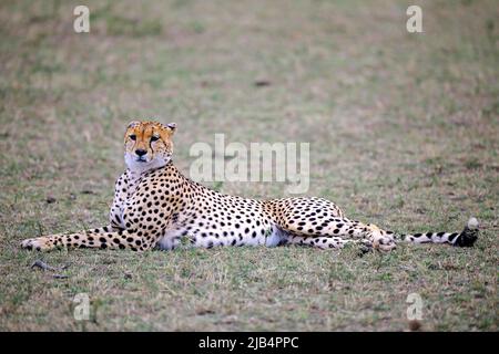 Cheetah (Acinonyx jubatus) reposant sur l'herbe, Masai Mara, Kenya Banque D'Images