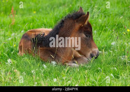 Jeune cheval islandais (Equus islandicus), quelques heures de foal brun se reposant dans un pré, filly, femme, animal enfant, Schlesig-Holstein, Allemagne Banque D'Images