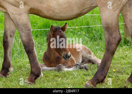 Jeune cheval islandais (Equus islandicus), un petit poulain de quelques heures se reposant dans la protection de la mère jument dans un pré, filly, femelle, animal enfant Banque D'Images