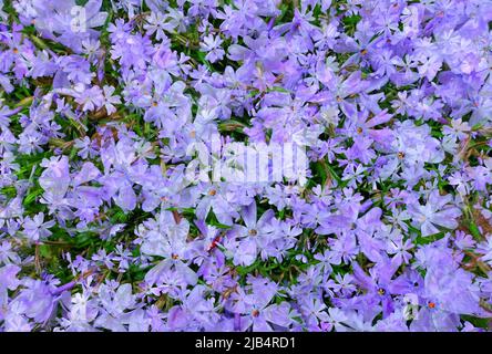 Fleurs créatives, photo artistique, phlox rampant (Phlox subulata), phlox de tapis, fleur de flamme de tapis, fleurs violettes, stylisées, aliénés, mélange de Banque D'Images