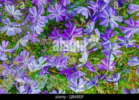 Fleurs créatives, photo artistique, phlox rampant (Phlox subulata), phlox de tapis, fleur de flamme de tapis, fleurs violettes, stylisées, aliénés, mélange de Banque D'Images