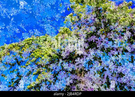 Fleurs créatives, photo artistique, phlox rampant (Phlox subulata), phlox de tapis, fleur de flamme de tapis, fleurs violettes, stylisées, aliénés, mélange de Banque D'Images