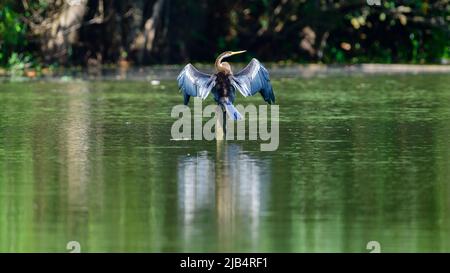 Le dard oriental perche sur un poteau dans le lac et étend les ailes, en dessèchant les ailes le matin. Banque D'Images