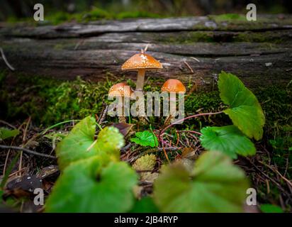 Le champignon de la déchirure squameuse (Leratiomyces squamosus), trois champignons qui poussent sur un arbre tombé, au Canada Banque D'Images