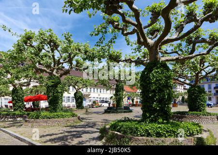 Platanes (Platanus), verdure fraîche et lierre commune (Hedera Helix) surcultivée, caillebotis, trottoir, Karlsplatz, vieille ville, Heidelberg, Kurpfalz Banque D'Images