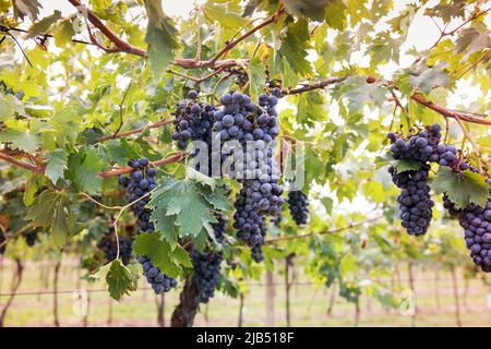Bouquet de raisins noirs mûrissant sur une vigne dans un vignoble viticole dans un concept de viticulture et de production de vin Banque D'Images