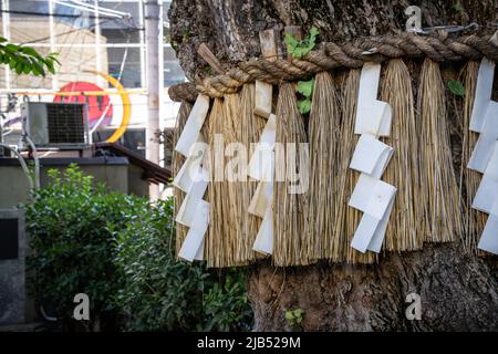 Hakata, Fukuoka / JAPON - août 15 2020 : gros plan Kushida no Ginnan, un arbre sacré décoré de Shimenawa (corde sacrée), au sanctuaire de Kushida. Kushida non Banque D'Images