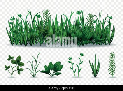 Ensemble réaliste d'herbes vertes séparées et de prairie avec diverses herbes isolées sur fond transparent illustration vectorielle Illustration de Vecteur