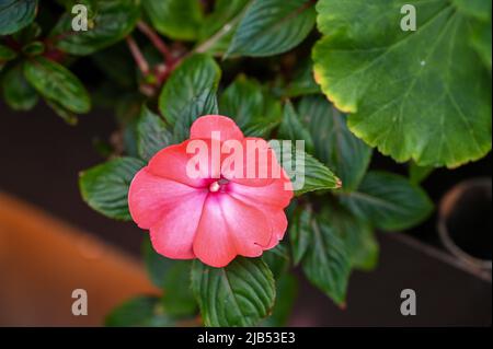 Hibiscus la couleur rose des fleurs est un genre de plantes à fleurs de la famille des maliques, Malvaceae. Banque D'Images