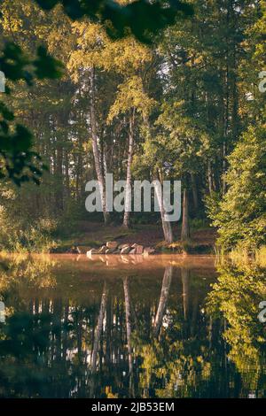 Lever de soleil chaud dans un lac forestier. Photo de haute qualité Banque D'Images