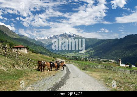 Les chevaux sont debout dans l'un des villages de Svaneti sur le fond de la montagne de Tetnuldi, vallée fluviale dans les montagnes du Caucase, Géorgie Banque D'Images