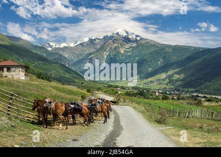 Les chevaux sont debout dans l'un des villages de Svaneti sur le fond de la montagne de Tetnuldi, vallée fluviale dans les montagnes du Caucase, Géorgie Banque D'Images