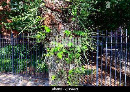 Un sauterelle sans épine, Gleditsia triacanthos var. Inermis, avec des épines et des ronces d'arbres sur son tronc, Manhattan, New York. Banque D'Images