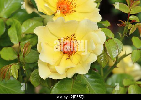 Gros plan d'une jolie fleur jaune dorée de la rose perse de la mella Banque D'Images