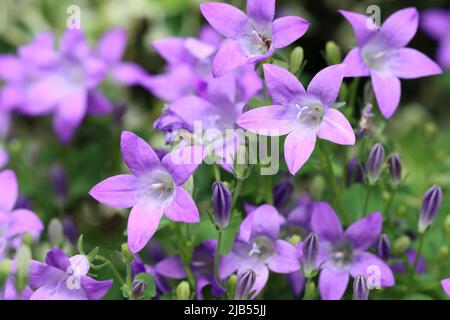 gros plan de belles fleurs de campanula portenschlagiana dans un lit de fleurs, foyer sélectif, fond naturel flou Banque D'Images