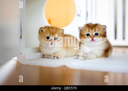 Deux Chats Assis Dos A Dos Et Jusqu A La Photo Stock Alamy