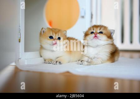 Deux chaton d'or de Shorthair britannique s'assoient sur des blancs sur un plancher en bois dans la chambre. Petit chaton deux frères assis et regardant, chat dans la maison. Banque D'Images