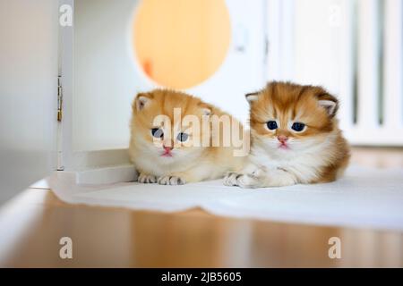 Deux chaton d'or de Shorthair britannique s'assoient sur des blancs sur un plancher en bois dans la chambre. Petit chaton deux frères sont assis et regardant directement en arrière, ca Banque D'Images