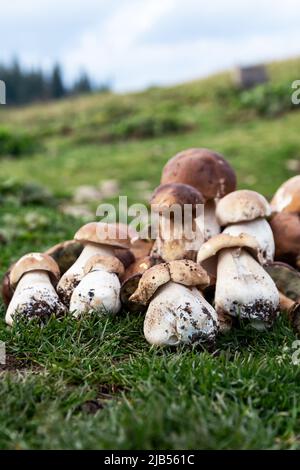 Les champignons Boletus poussent sur du vieux bois. Forêt de Carpates en automne. Banque D'Images
