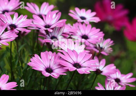 vue latérale de belles fleurs d'ostéospermum violet clair dans un lit de jardin, foyer sélectif Banque D'Images
