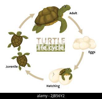 Composition des étapes du cycle de vie de la tortue avec organigramme des images avec une tortue mature et des enfants avec illustration du vecteur de texte Illustration de Vecteur