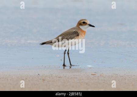 Pluvier de sable de moindre importance se trouvant sur la plage de sable au bord de la mer Banque D'Images