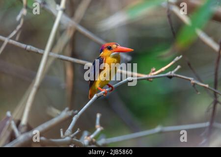 Dwarf-Kingfisher à dos noir sur le bambou dans la forêt naturelle. Banque D'Images