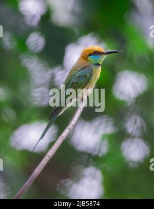 Petit oiseau vert sur l'arbre dans la forêt naturelle Banque D'Images