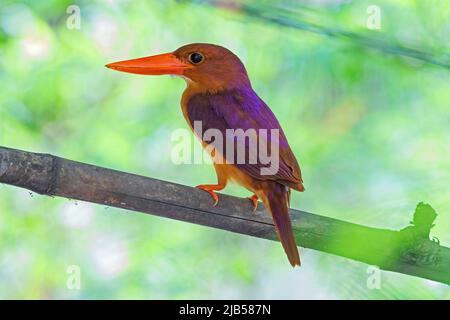 Ruddy Kingfisher oiseau sur l'arbre dans la forêt naturelle. Banque D'Images