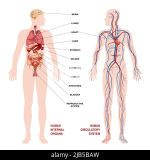 Pointeurs de concept de schéma du système circulatoire des organes humains internes pour plus de clarté avec la description de l'emplacement de l'organe est l'illustration vectorielle Illustration de Vecteur